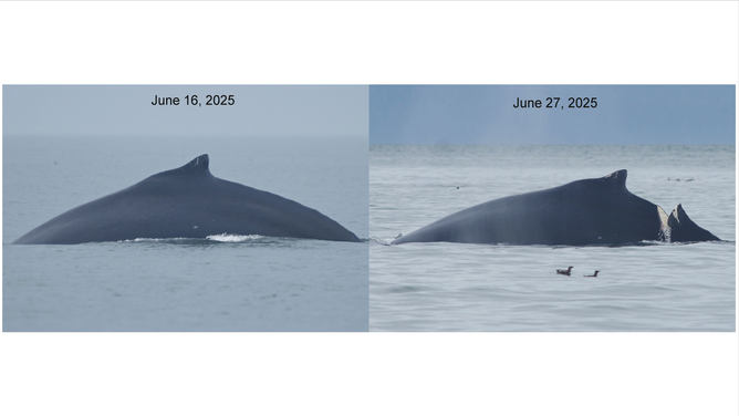 Before and after images of the injured whale. The photo on the left shows it on June 16 without a wound, while the photo on the right shows the same whale on June 27 with a wound.